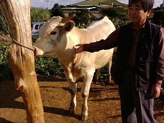 白い牛 白鵬 かごっまおごじょ 西ひろみ のお気楽日記