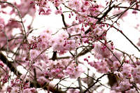 20130324higasi-gyoen-065