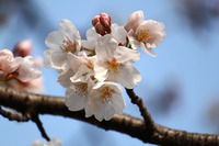 20130324higasi-gyoen-058