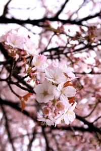 sakura