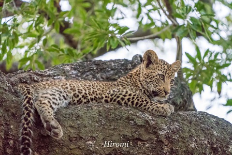 lr blog Londolozi Leopard-00871