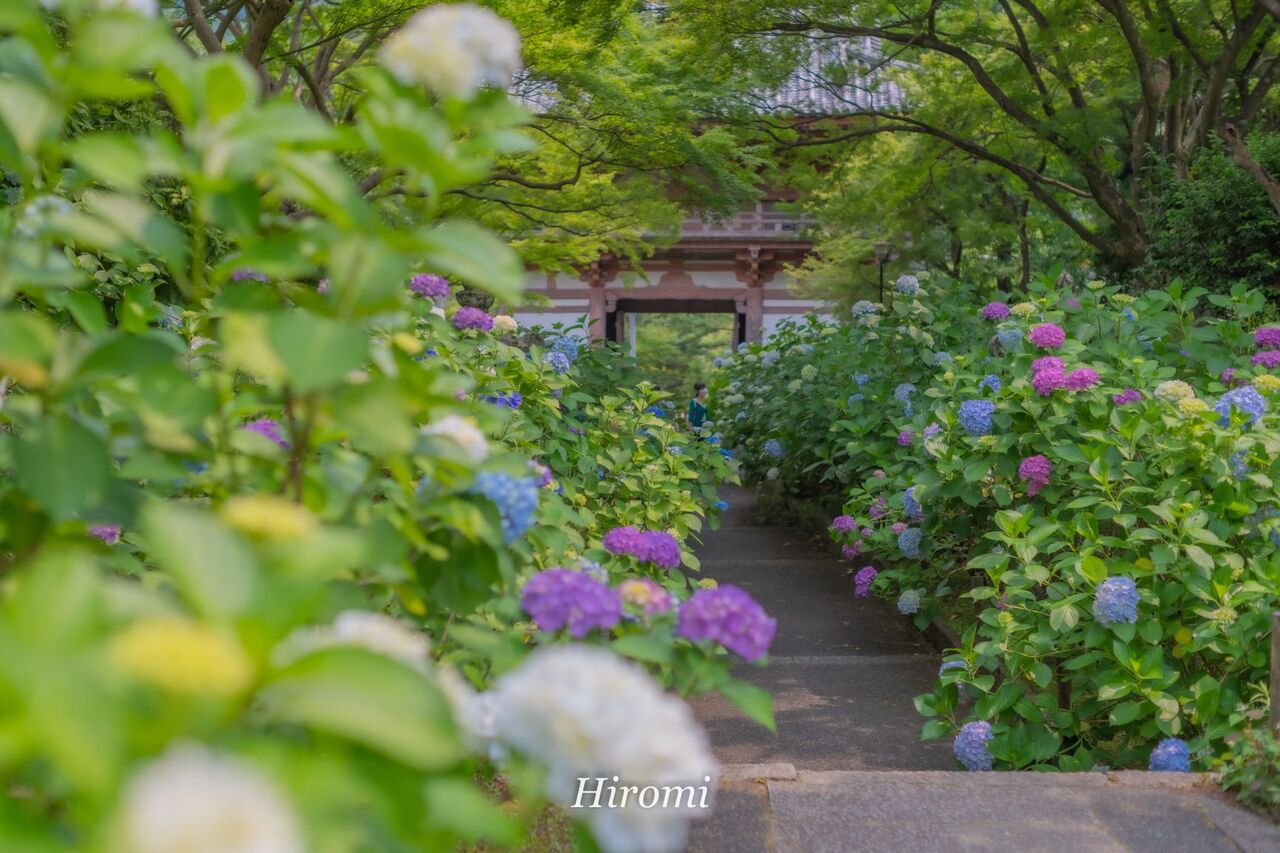 大阪の紫陽花おすすめ名所 大人のための絶景アドベンチャー 大阪の紫陽花おすすめ名所 大人のための絶景アドベンチャー