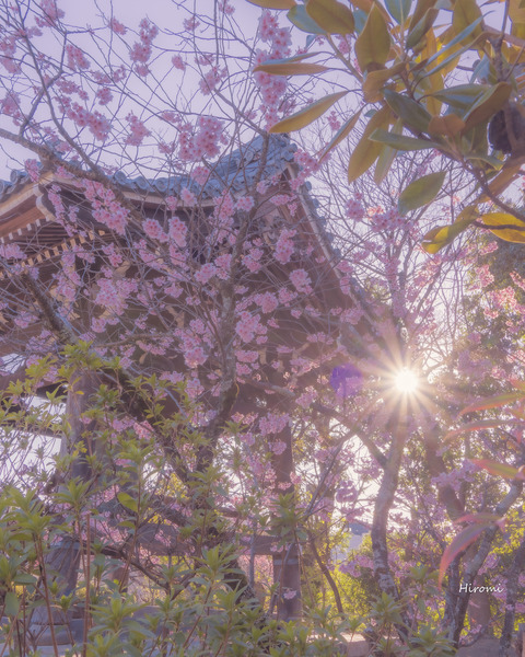 lr blog Chionji-00942