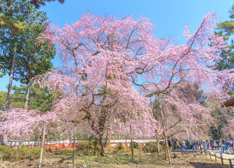 lr blog Daigoji-03346
