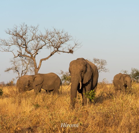 lr blog Londorozi Elephant-01188