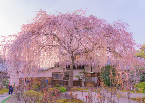 lr blog Honmanji-03592
