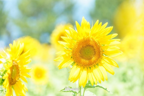 lr blog Yasu-06618