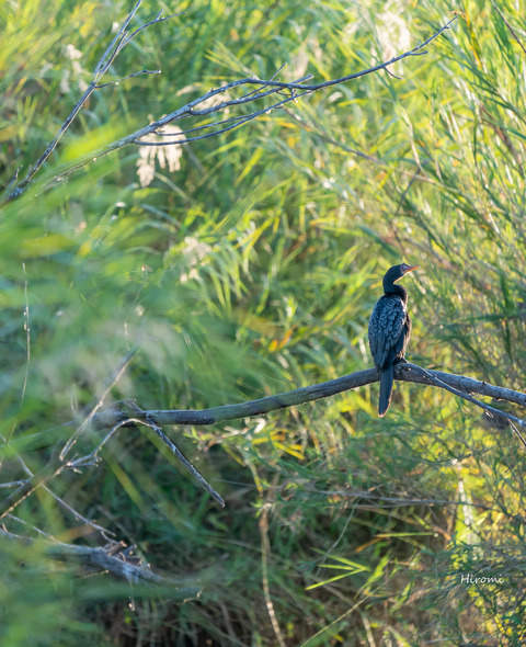 lr blog londolozi-00565