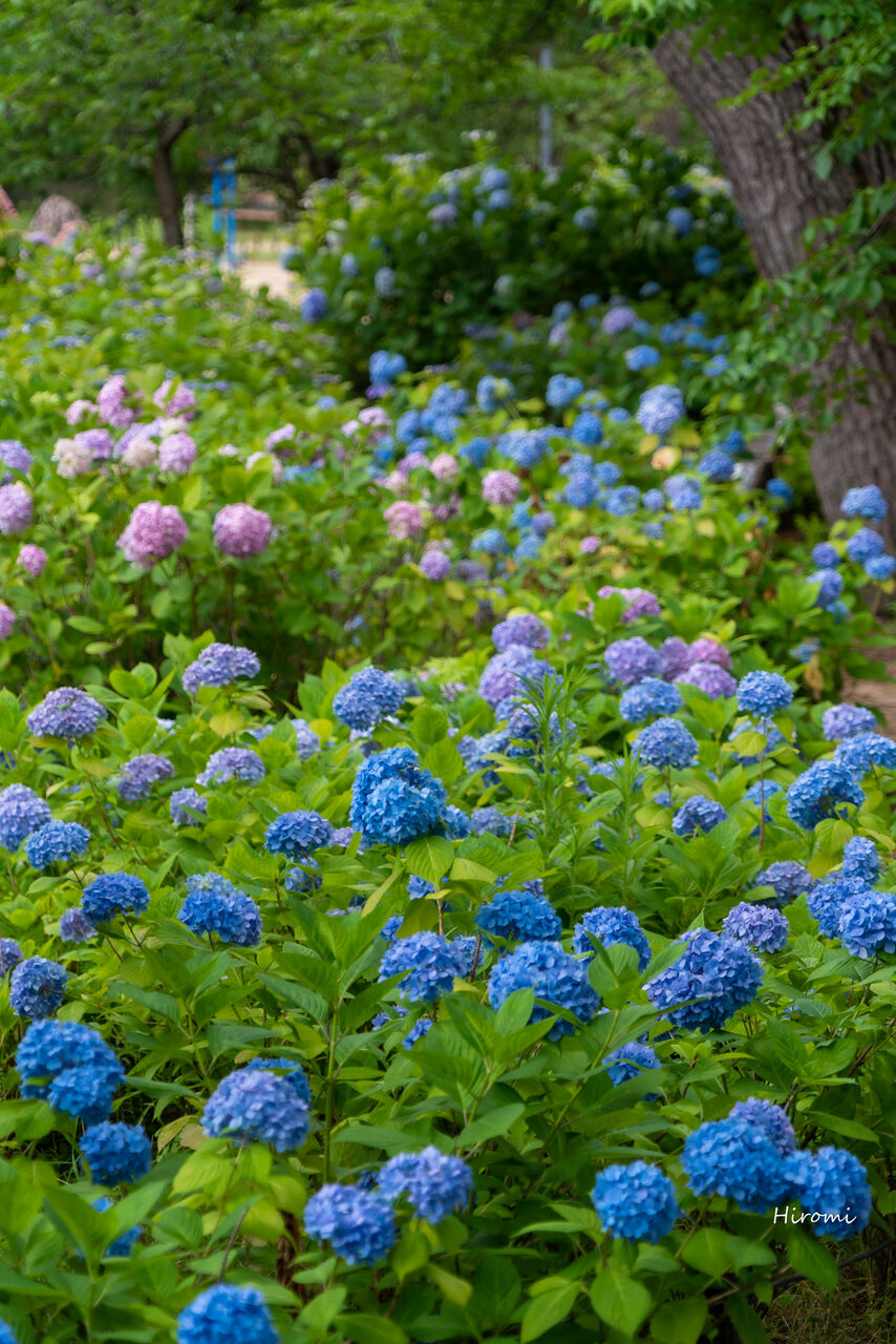 兵庫の紫陽花おすすめ名所 大人のための絶景アドベンチャー 兵庫の紫陽花おすすめ名所 大人のための絶景アドベンチャー