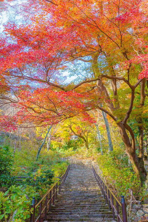 lr blog Hasedera-