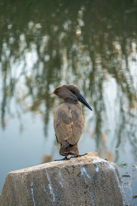 lr blog londolozi-00563