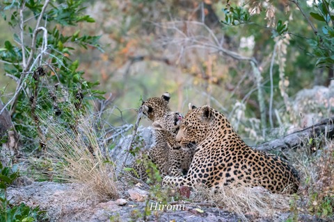 lr blog Londolozi Leopard-01023