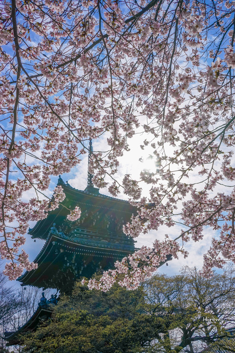 lr blog Shinnyodo-02436