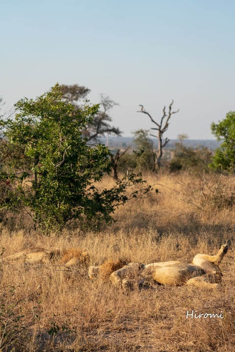 lr blog Londolozi Lions-00632