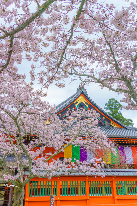 lr blog Bishamondo-01990