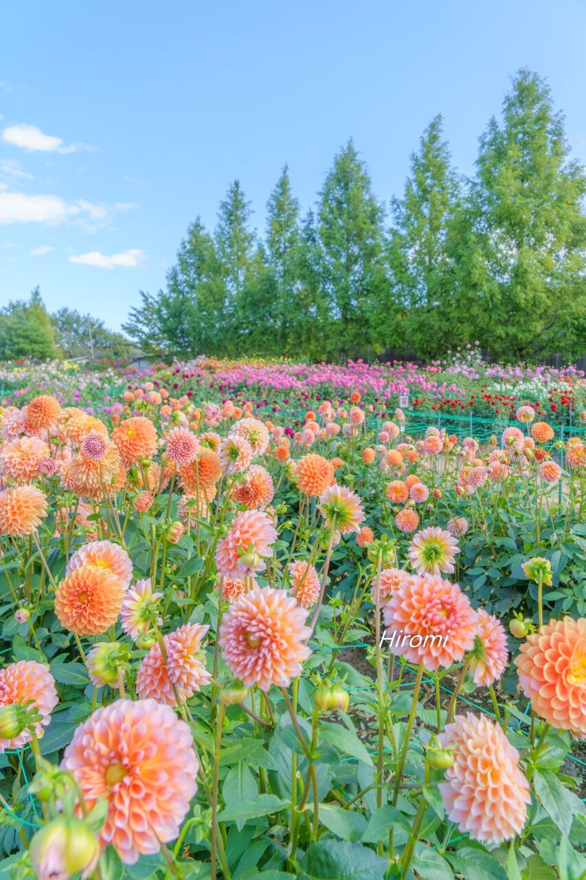 広島世羅高原 秋の花絶景おすすめコース 大人のための絶景アドベンチャー 広島世羅高原 秋の花絶景おすすめコース 大人のための絶景アドベンチャー