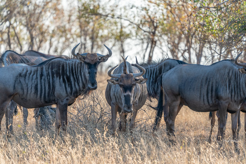 lr blog Kruger -00530