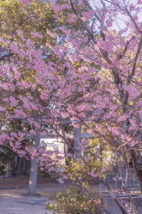 lr blog Chionji-00935