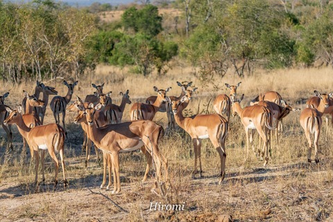 lr blog Londolozi Impara-00475