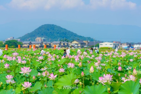 lr blog Fujiwarakyuseki Hasu-02542-2