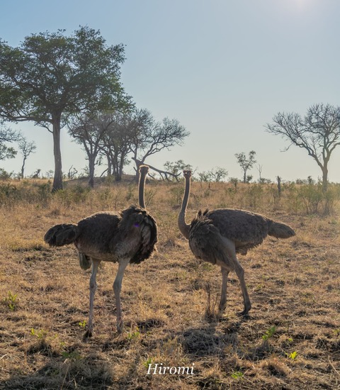lr blog Londorozi Ostrich-04144