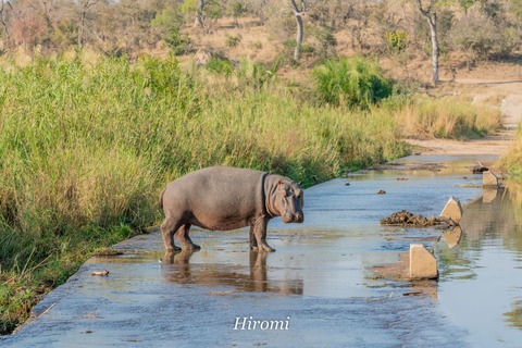 lr blog Krugar Hippo-01974