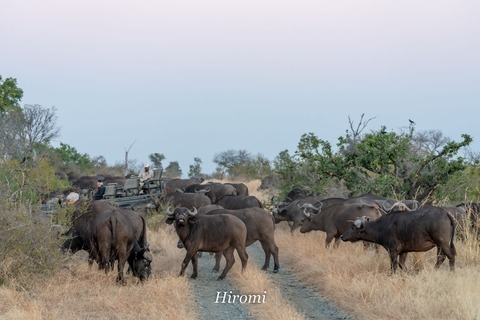 lr blog Londolozi Buffalo jeep-01411