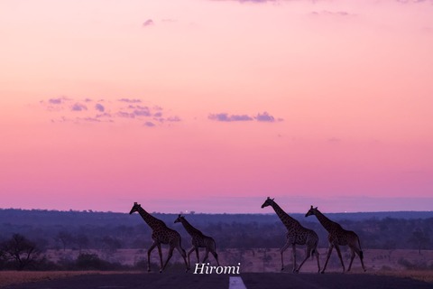 lr blog Londolozi Giraffe sunset-01768