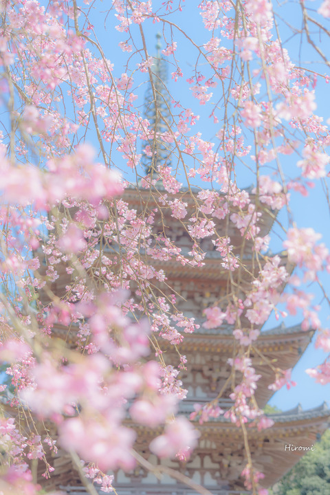 lr blog Daigoji-03358