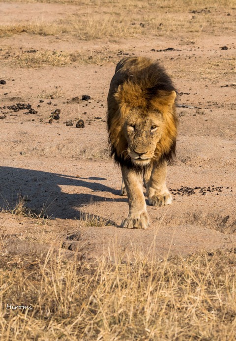 lr blog Londolozi Lion-01543-2