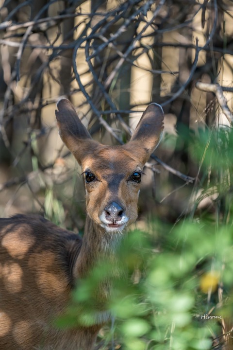lr blog Londolozi Yara-00678