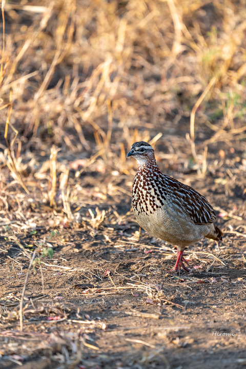 lr blog londolozi-01521
