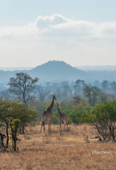 lr blog Londolozi Giraffe-01581
