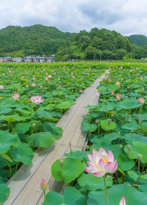 lr blog Yamasakamaboko -07865