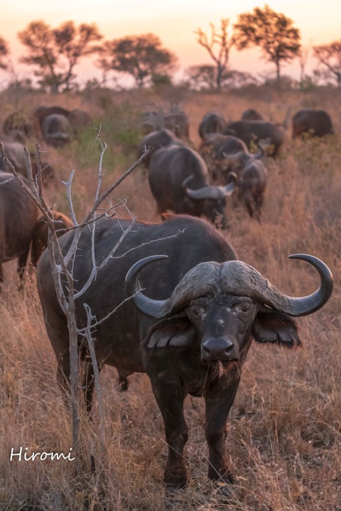 lr blog Londolozi Buffalo-01421