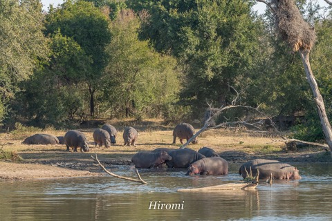 lr blog Londolozi Hippo-00705