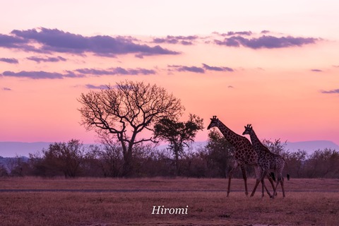 lr blog Londolozi Giraffe sunset-01749