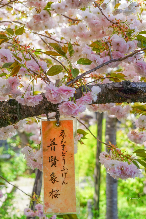lr blog Senbonenmado-04354