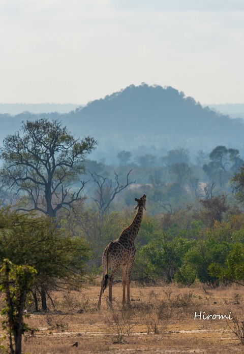 lr blog Londolozi Giraffe-01576