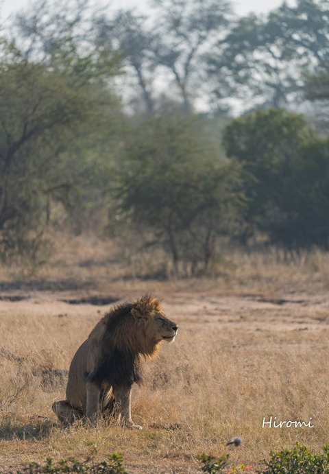 lr blog Londolozi Lion-01530