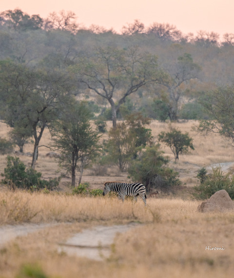 lr blog zebra-00588