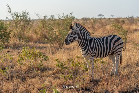 lr blog Londorozi Zebra-01227
