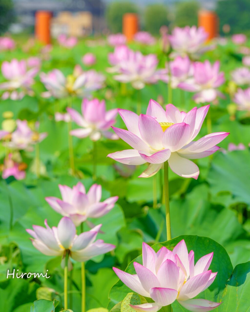 夏の花ハス 関西のおすすめスポット 大人のための絶景アドベンチャー