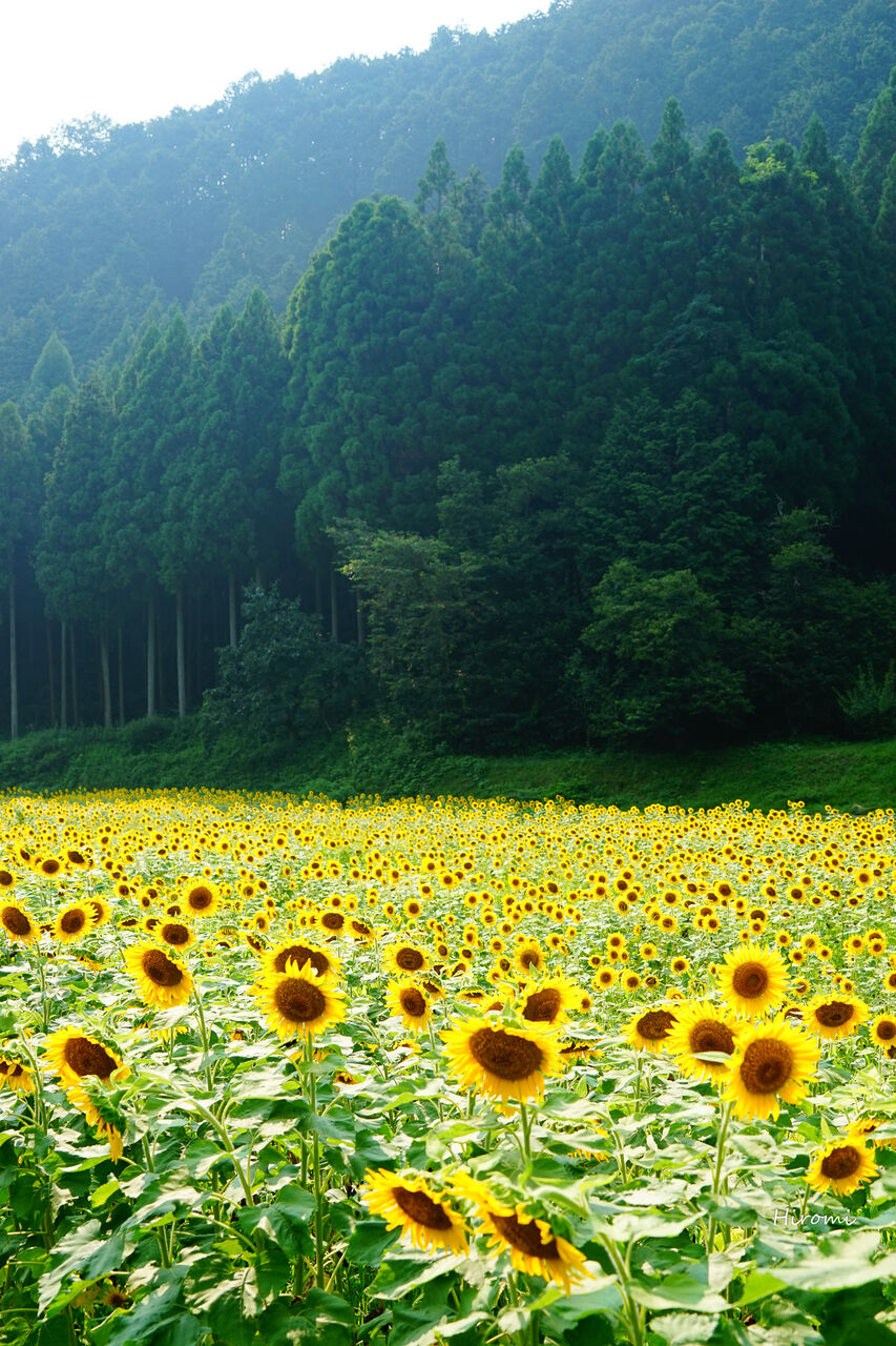 定番から穴場まで 関西でおすすめのひまわり畑 大人のための絶景アドベンチャー