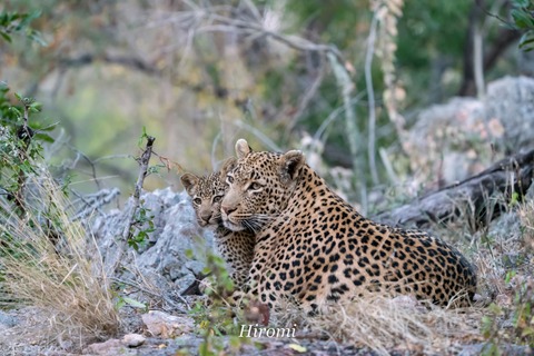 lr blog Londolozi Leopard-00951