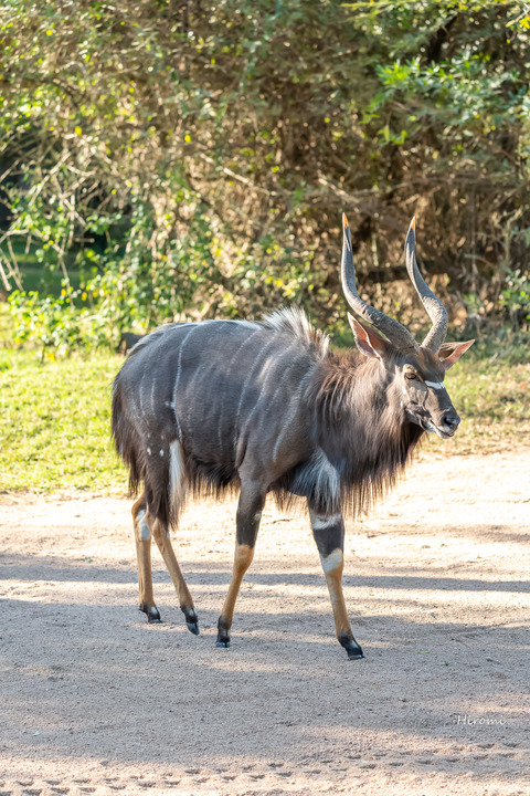 lr blog Kruger -00471