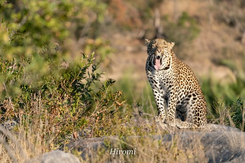 lr blog Krugar Leopard-01857