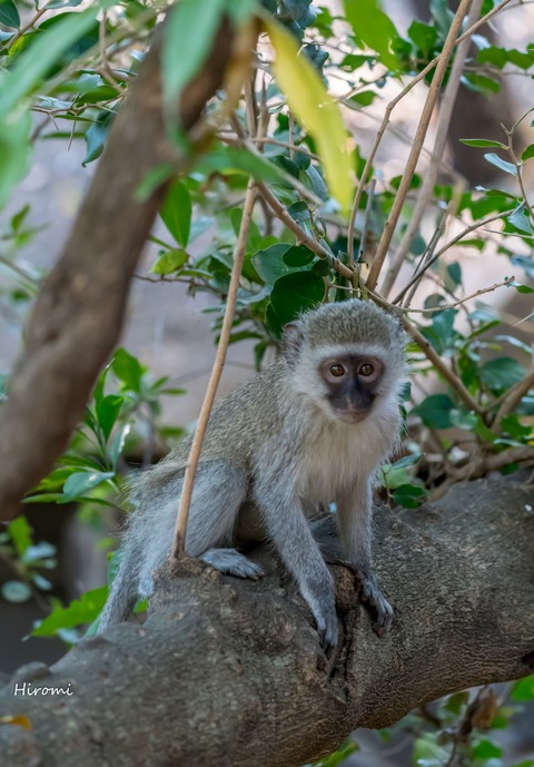lr blog Londolozi Monkey-00671