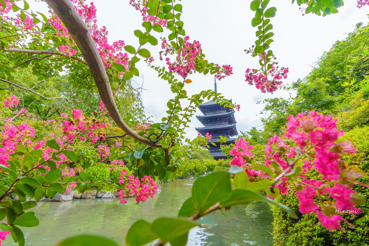 京都の夏 百日紅 サルスベリ が綺麗なおすすめスポット 大人のための絶景アドベンチャー 京都の夏 百日紅 サルスベリ が綺麗なおすすめスポット 大人のための絶景アドベンチャー