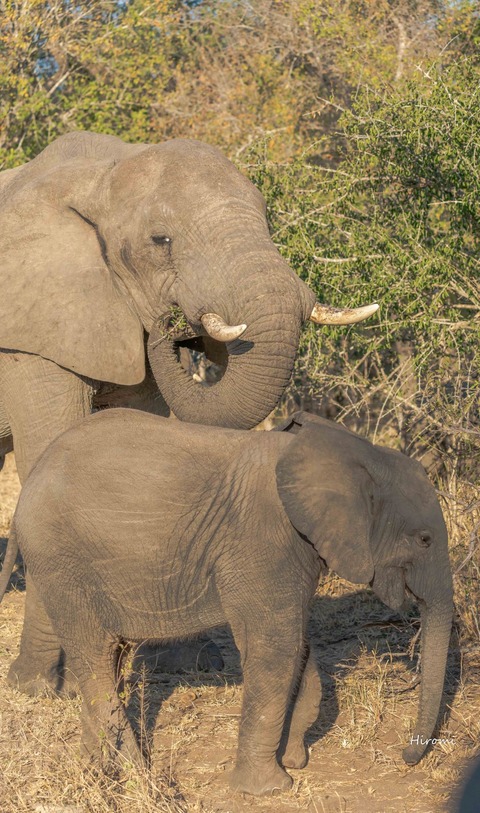 lr blog elephant-00542